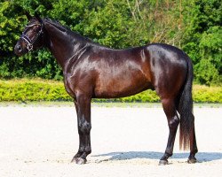 dressage horse Finest Best (Oldenburg, 2016, from Finest)