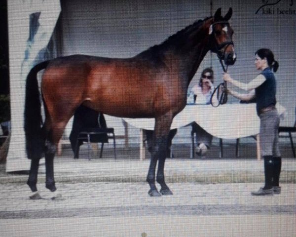 dressage horse roma ikarella (Oldenburg, 2011, from Glock's Romanov)