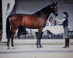 dressage horse roma ikarella (Oldenburg, 2011, from Glock's Romanov)