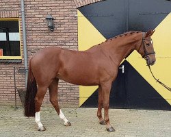 jumper Hanna Perina F (KWPN (Royal Dutch Sporthorse), 2012, from Carrera)