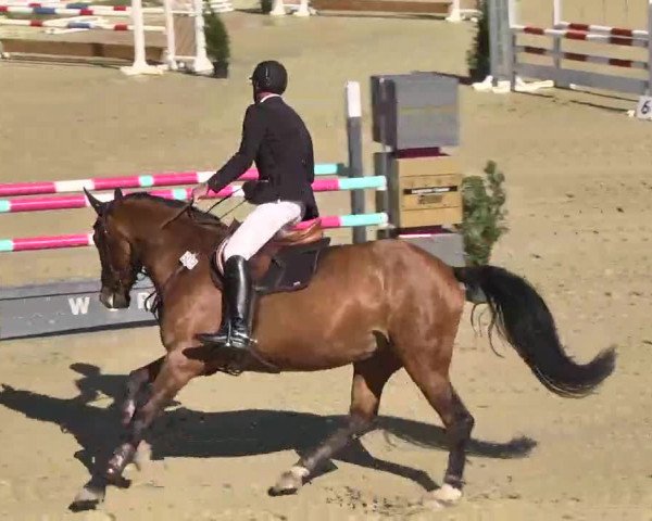 Springturnier Schwanheim 2016