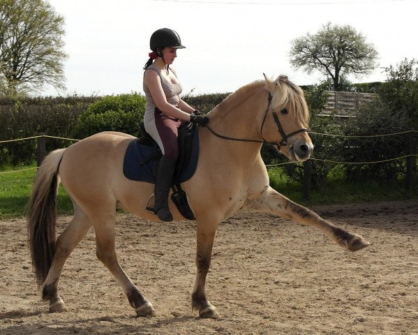 stallion Vasko d'Ober (Fjord Horse, 2009, from Nick des Forges)