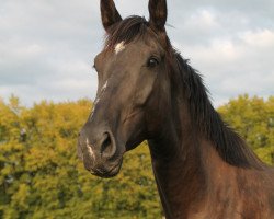 broodmare jamaica des paluds (Oldenburg, 2012, from Glock's Johnson Tn)