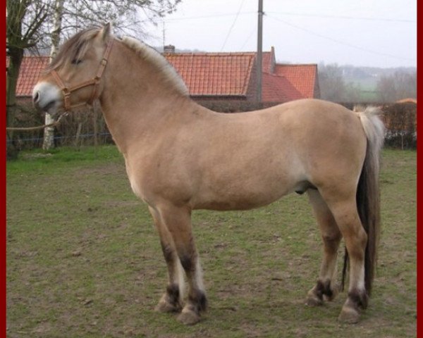 stallion Niels de la Sauer (Fjord Horse, 2001, from Kunar)