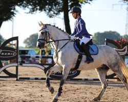 jumper Roadside Murphy (Connemara Pony, 2012, from Westonhouse Straboe Bobby)