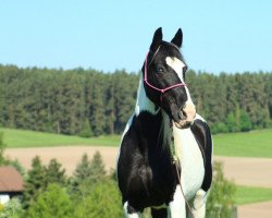 Zuchtstute Ballinard Scarlett (Tinker-Mix / Pinto Tinker / Crossbreed, 2008)