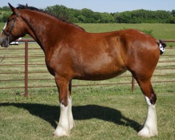 broodmare Belleau W.S. Jamie (Clydesdale, 2013, from Thistle Ridge Argyll Enhancer)