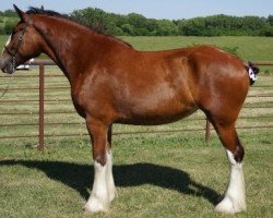 Zuchtstute Belleau W.S. Jamie (Clydesdale, 2013, von Thistle Ridge Argyll Enhancer)