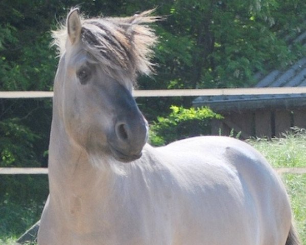 stallion Irmo (Fjord Horse, 2007, from Ismo)