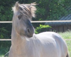 stallion Irmo (Fjord Horse, 2007, from Ismo)