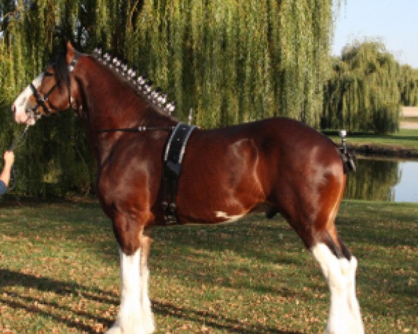 stallion H.M.H. Rockin Bentley (Clydesdale, 2007, from Ridgeview's Mr. Bullwinkel)