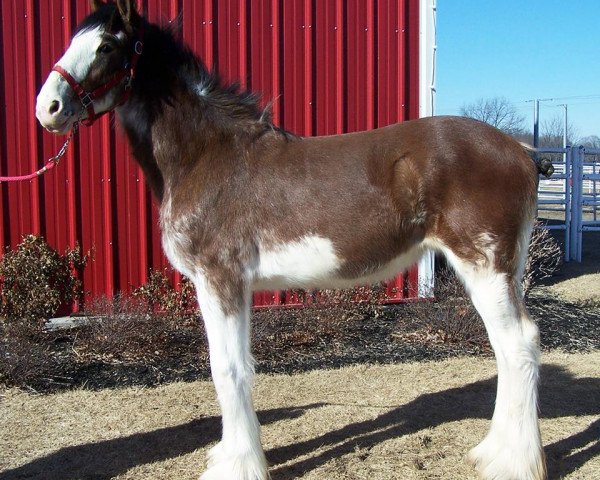 Zuchtstute Belleau W.S. Halie (Clydesdale, 2017, von H.M.H. Rockin Bentley)