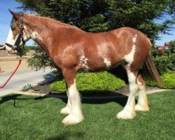 broodmare Belleau W.S. Flicka (Clydesdale, 2014, from S B H Phoenix)