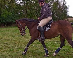 dressage horse Feuerblume (German Riding Pony, 1998)