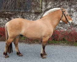 stallion Quorius d'Ober (Fjord Horse, 2004, from Ansgar Skellerød)