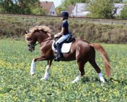 stallion Steendieks Picasso (German Riding Pony, 2011, from Steendieks Pokemon)