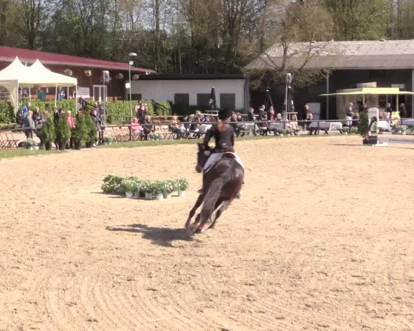 Reitturnier Halver 2016