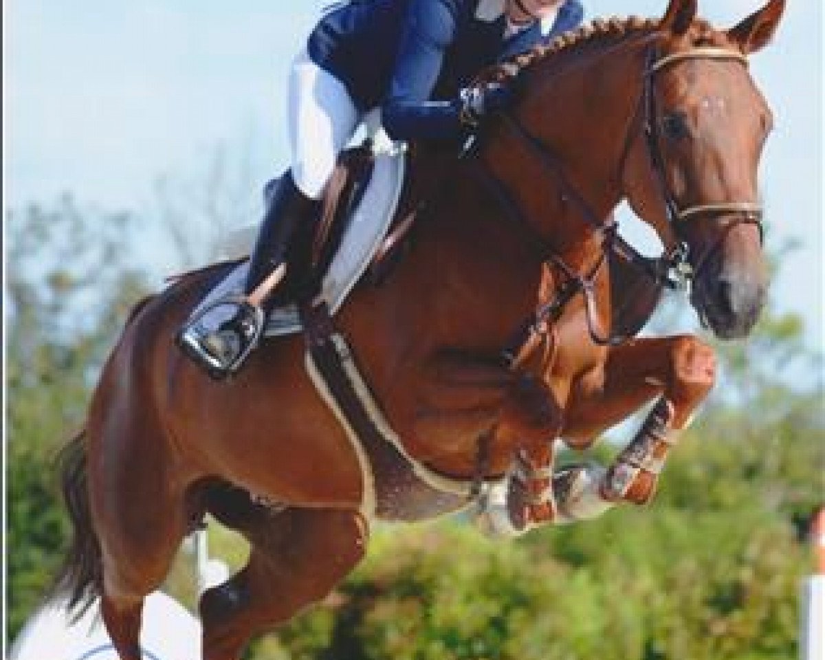 Springpferd Spicegirl Saint Clair (Selle Français, 2006, von For Pleasure)