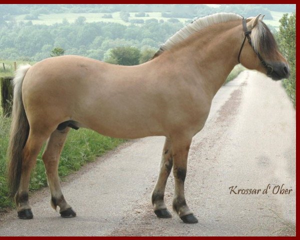 stallion Krossar d'Ober (Fjord Horse, 1998, from Kaspar)