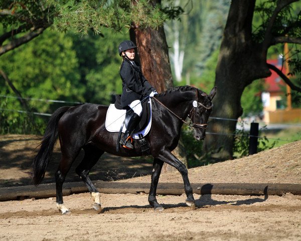 dressage horse Desy 58 (Thuringia, 2001, from Werenfels)