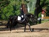 dressage horse Desy 58 (Thuringia, 2001, from Werenfels)