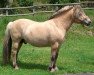 stallion Pluton d'Ober (Fjord Horse, 2003, from Ansgar Skellerød)