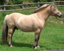 stallion Pluton d'Ober (Fjord Horse, 2003, from Ansgar Skellerød)