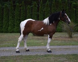 Pferd Tiara (Polnisches Kaltblut, 2014)