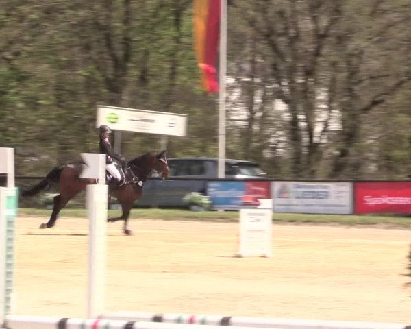 Reitturnier Halver 2016