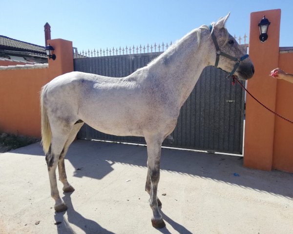 Pferd MORO (Andalusier, 2006)