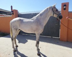 horse Moro (Andalusier, 2006)