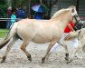 broodmare Jalla (Fjord Horse, 2005, from Kvest Halsnæs)