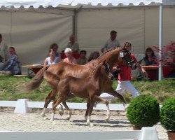 Dressurpferd Pretty Prinzess WE (Deutsches Reitpony, 2013, von Dreidimensional AT NRW)