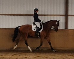 dressage horse Filou 1951 (Rhinelander, 2008, from Felicio)