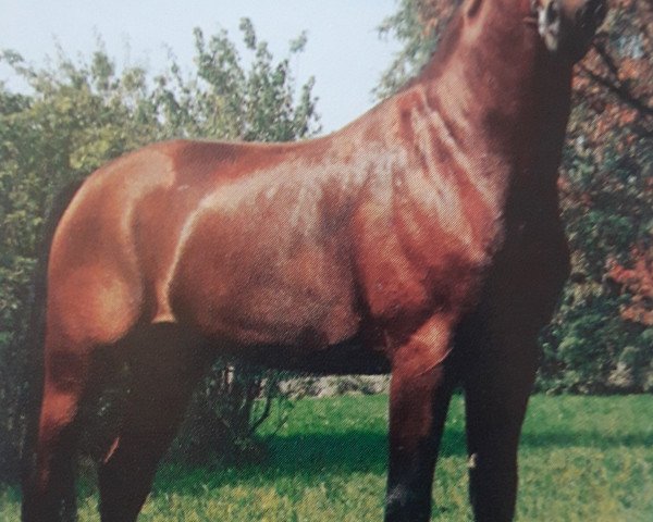 horse Wembley (Oldenburg, 1981, from Weltmeister)