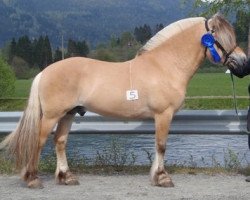 stallion Lia Rappen N.2591 (Fjord Horse, 2006, from Rånnson)