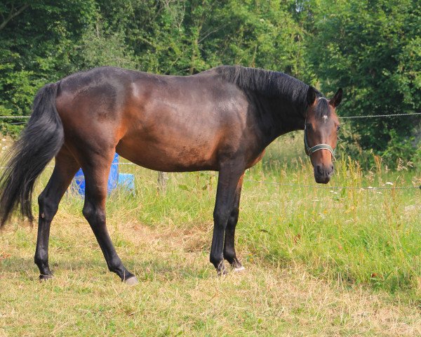 broodmare ballerina JD (Oldenburg, 2015, from Bordeaux 28)