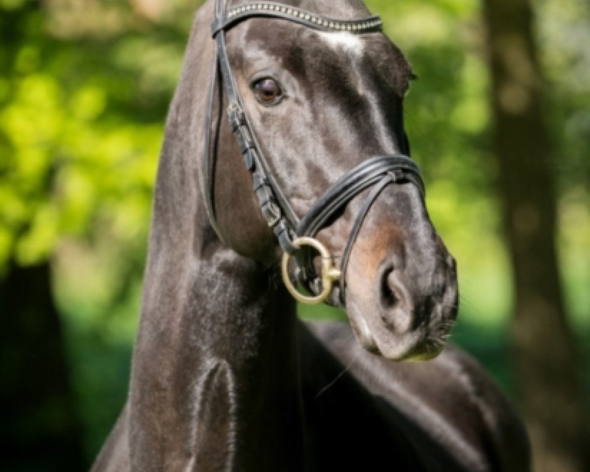 broodmare Chelsea (Oldenburg, 2006, from Sir Donnerhall I)
