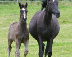 broodmare Balalaika (Oldenburg, 1995, from Rouletto)