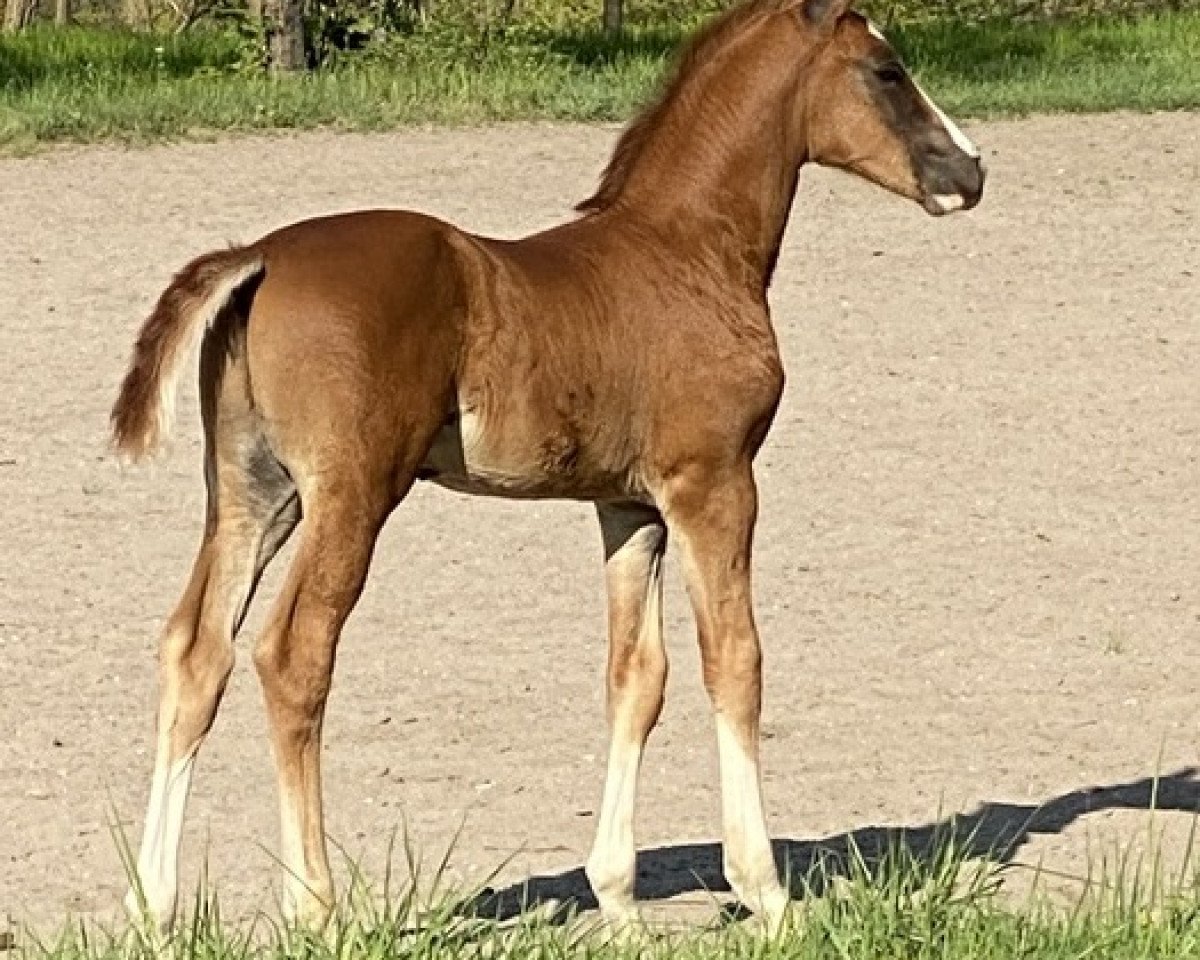 Dressurpferd Sir Secret (Württemberger, 2020, von Secret)