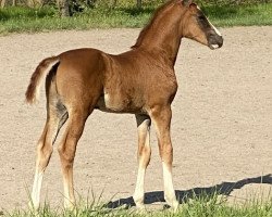 dressage horse Sir Secret (Württemberger, 2020, from Secret)