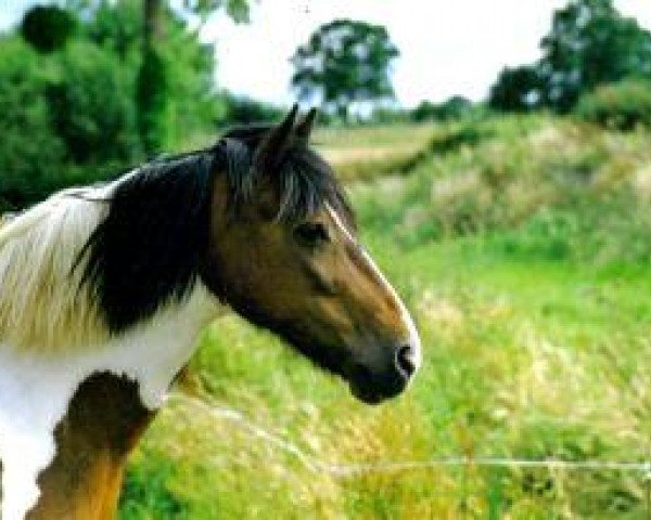 Zuchtstute Blakeney Swinger (Irish Sport Horse, 1989)