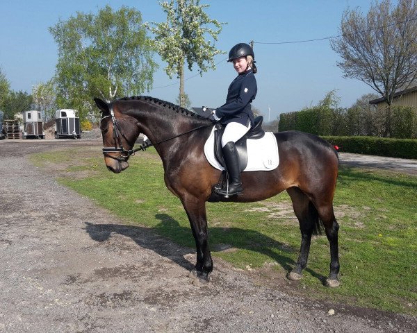 dressage horse Estera 6 (Polish Warmblood, 2013)