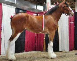 broodmare Belleau W.S. Eclipse (Clydesdale, 2010, from Toll-Gate Masterpiece)