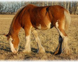 Zuchtstute Belleau W.S. Dinah (Clydesdale, 1998, von English Tartan Piper)