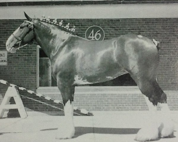 broodmare Belleau W.S. Denise (Clydesdale, 1993, from Belleau Derward)