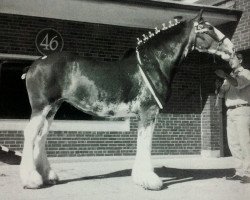 Zuchtstute Belleau W.S. Abbie (Clydesdale, 1993, von Doura Western Star)