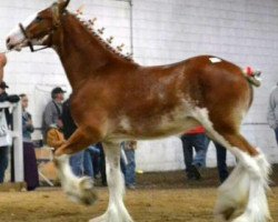 Zuchtstute Belleau W.S. Madonna (Clydesdale, 2013, von Priest Lake Perfection)