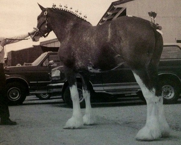 broodmare Belleau Sue's Sally (Clydesdale, 1990, from Belleau Derward)