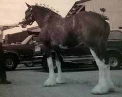 Zuchtstute Belleau Sue's Sally (Clydesdale, 1990, von Belleau Derward)